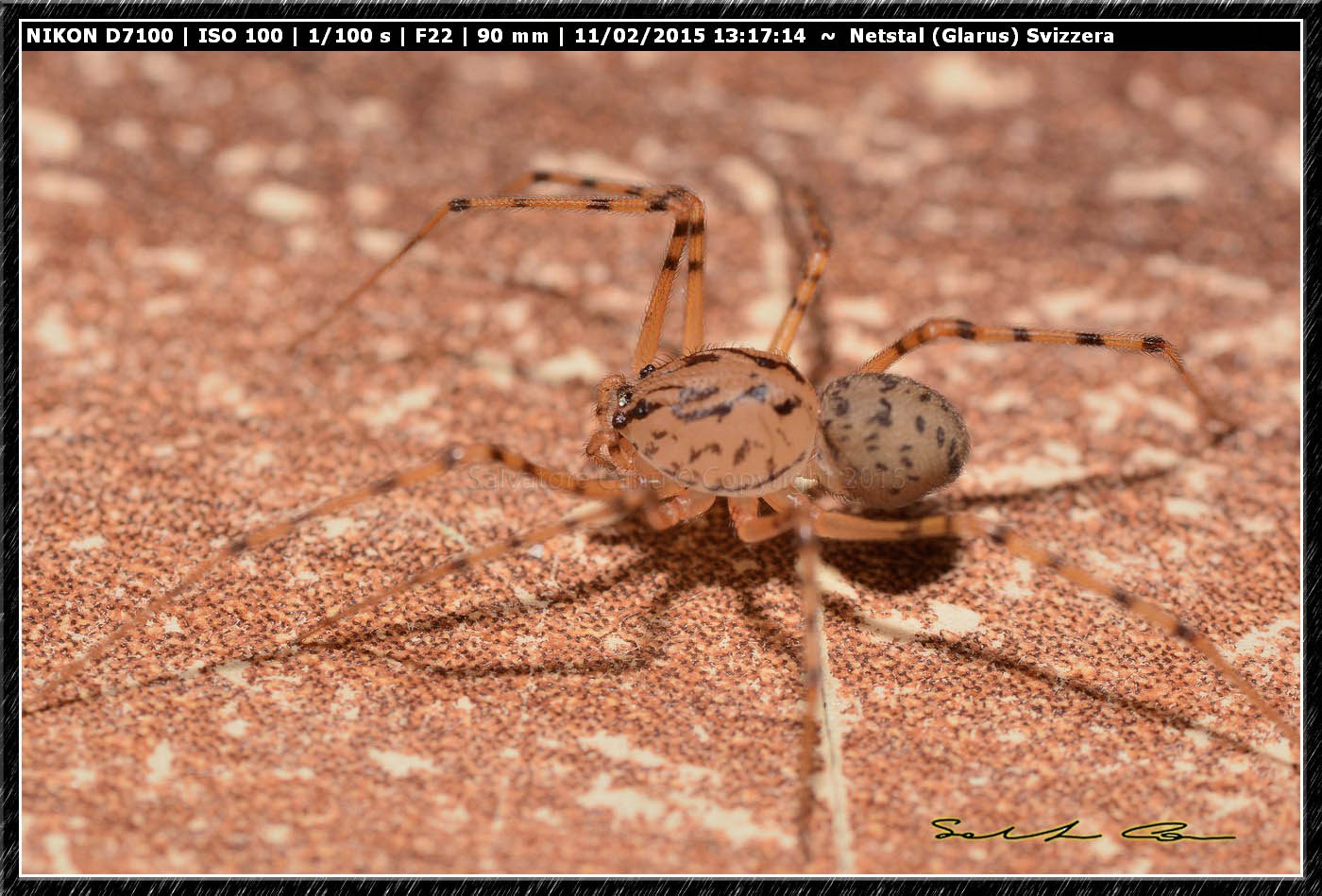 Scytodes thoracica - Nestal (Svizzera)